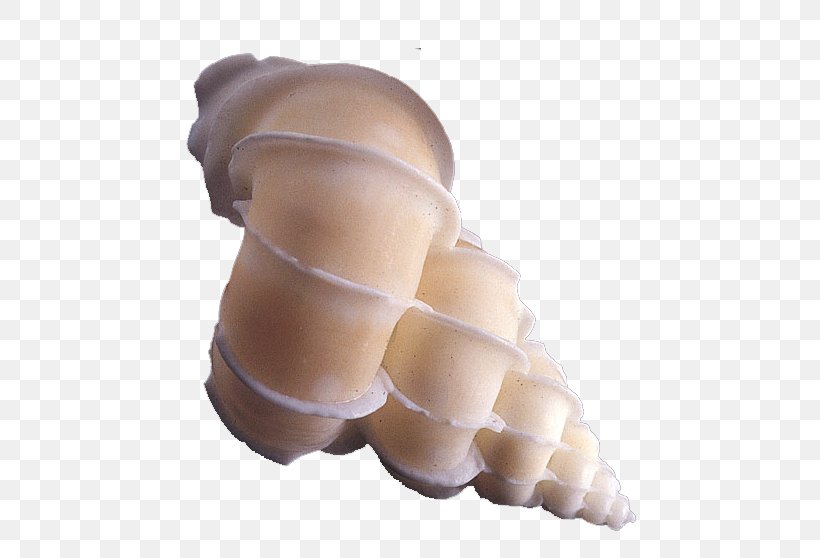 Seashell Sea Snail, PNG, 565x558px, Seashell, Arm, Caracol, Caracola, Conch Download Free