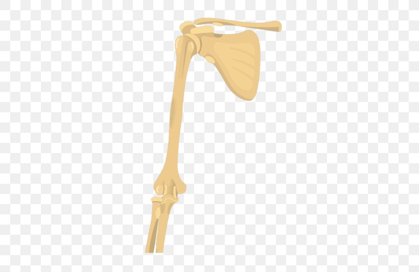 Shoulder Joint Humerus Arm Long Bone, PNG, 770x533px, Shoulder, Arm, Bone, Elbow, Humerus Download Free