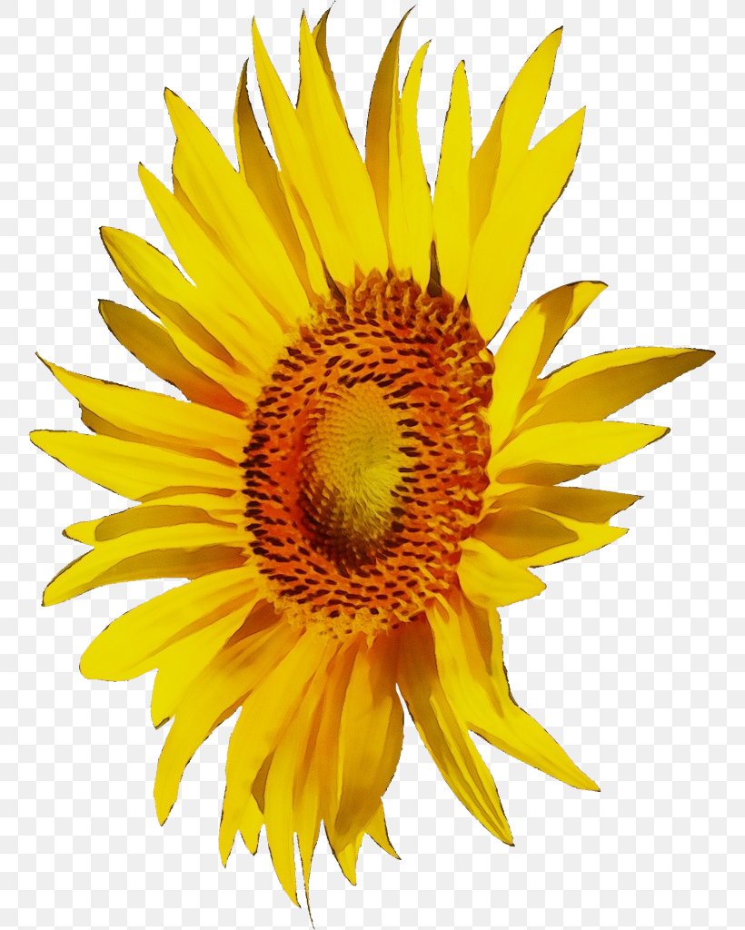Sunflower, PNG, 757x1024px, Watercolor, Asterales, Flower, Flowering Plant, Paint Download Free