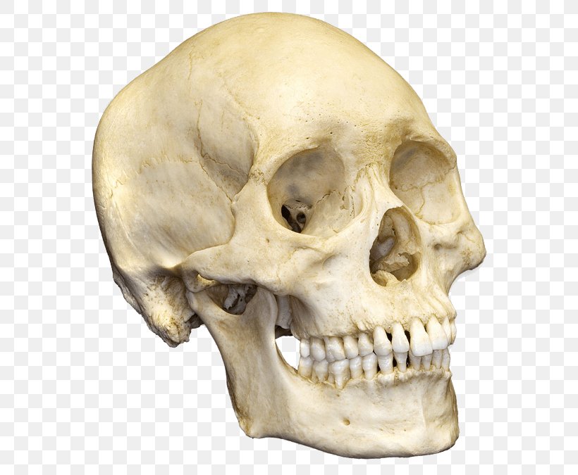 Human Skull Human Skeleton Bone Anatomy, PNG, 600x675px, Skull, Anatomy, Bone, Facial Skeleton, Frontal Bone Download Free