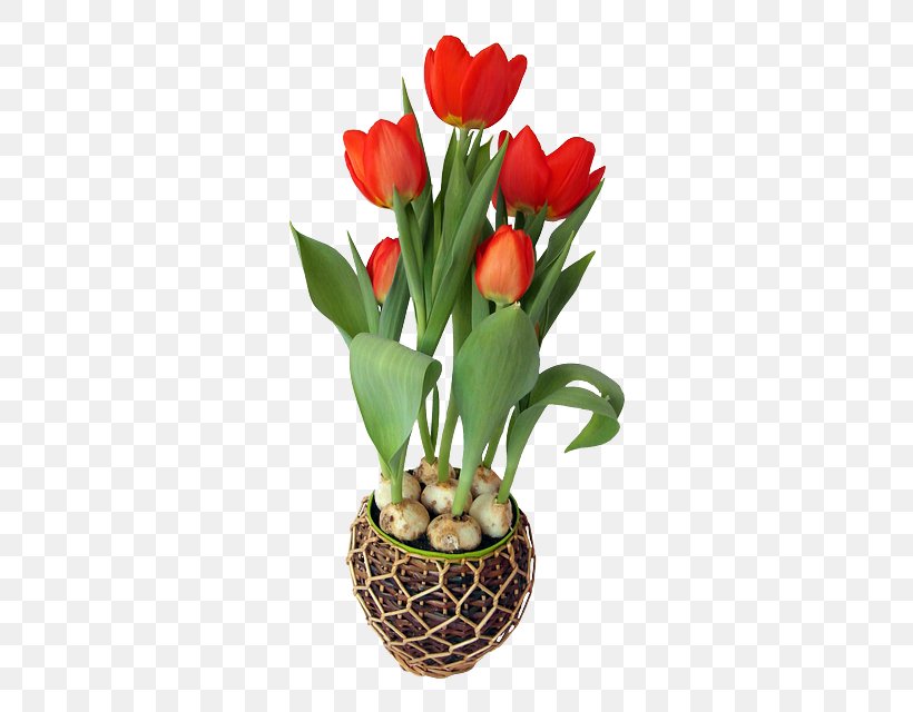 Clip Art Image Flower Stock.xchng, PNG, 480x640px, Flower, Bulb, Cut Flowers, Floral Design, Floristry Download Free