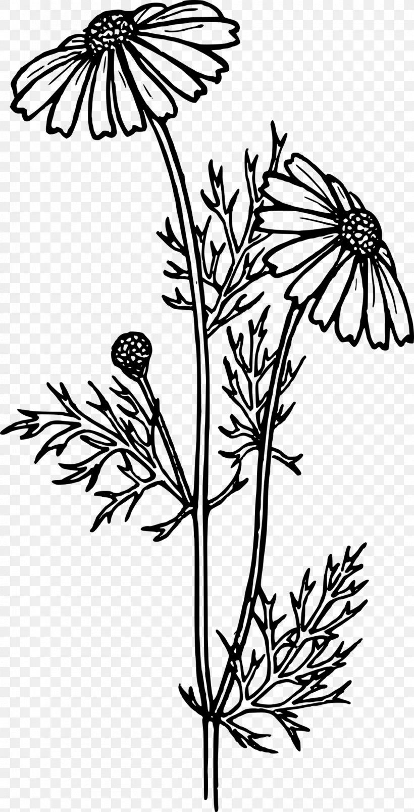 Clip Art Vector Graphics Feverfew Drawing, PNG, 1200x2353px, Feverfew, American Larch, Blackandwhite, Botany, Branch Download Free