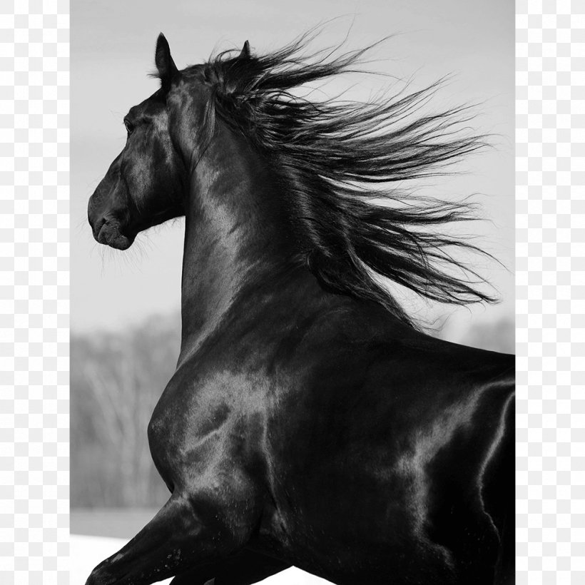 Mustang Shire Horse Stallion Friesian Horse Mane, PNG, 1000x1000px, Mustang, Black, Black And White, Bridle, Colt Download Free