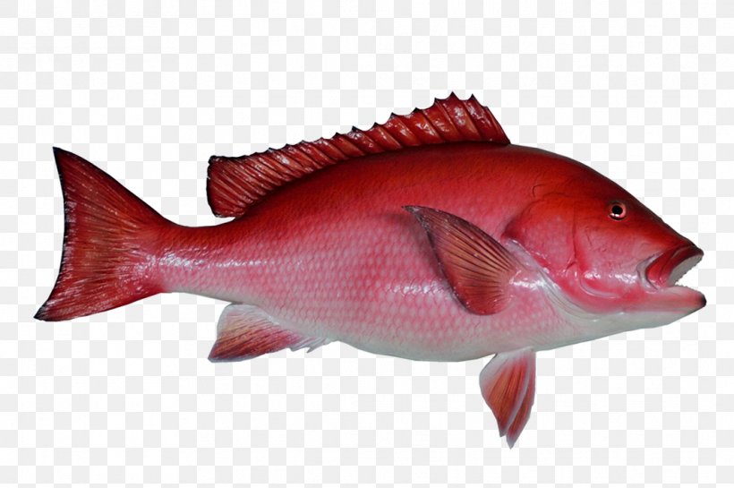 Northern Red Snapper Fishing Clip Art, PNG, 1063x707px, Northern Red Snapper, Animal Source Foods, Bony Fish, Cod, Drawing Download Free
