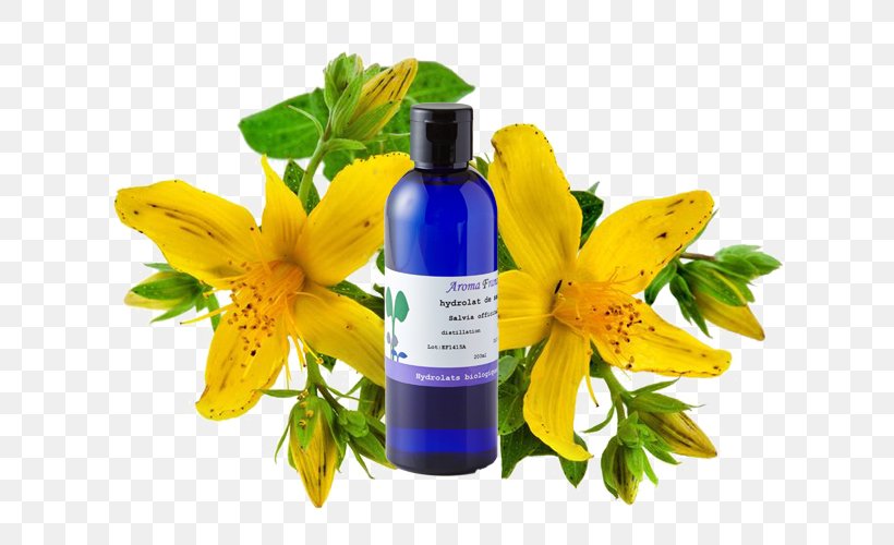 Perforate St John's-wort Plant Dietary Supplement Gélule Lotion, PNG, 640x500px, Plant, Capsule, Dietary Supplement, Essential Oil, Extract Download Free
