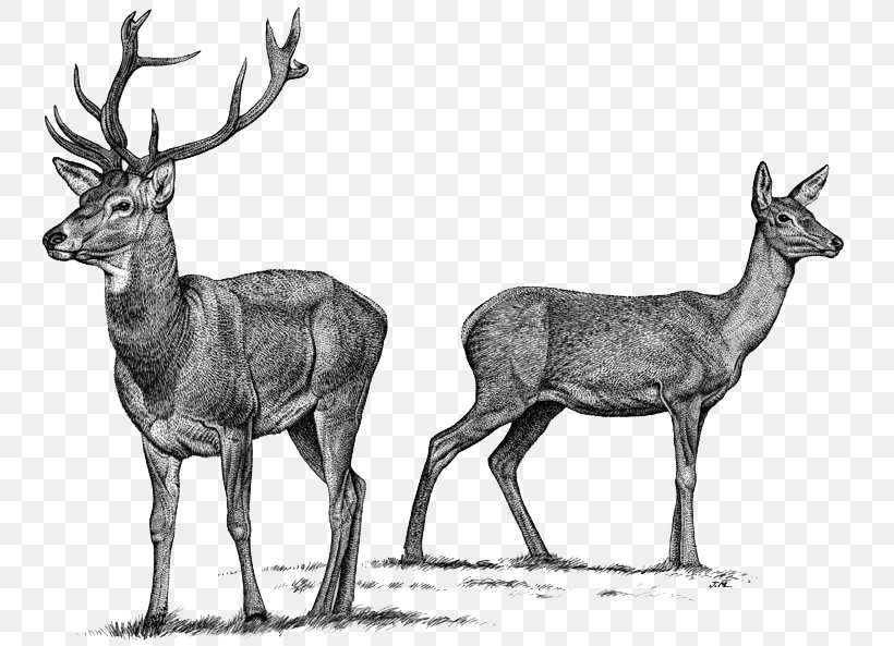 Elk Red Deer Reindeer Roe Deer, PNG, 753x593px, Elk, Antelope, Antler, Black And White, Cervus Download Free