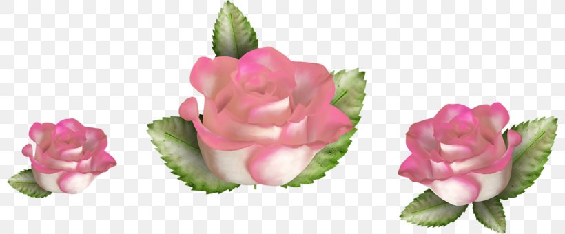 Flower Centerblog Cabbage Rose, PNG, 800x340px, Flower, Artificial Flower, Blog, Bud, Cabbage Rose Download Free