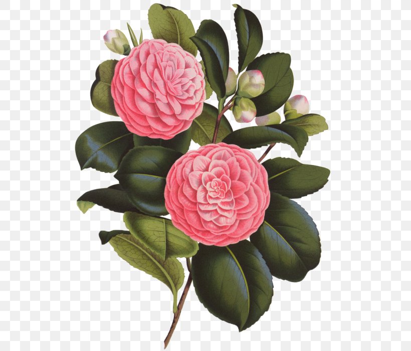 Japanese Camellia Photography Flower, PNG, 700x700px, Japanese Camellia, Artificial Flower, Banco De Imagens, Camellia, Cut Flowers Download Free