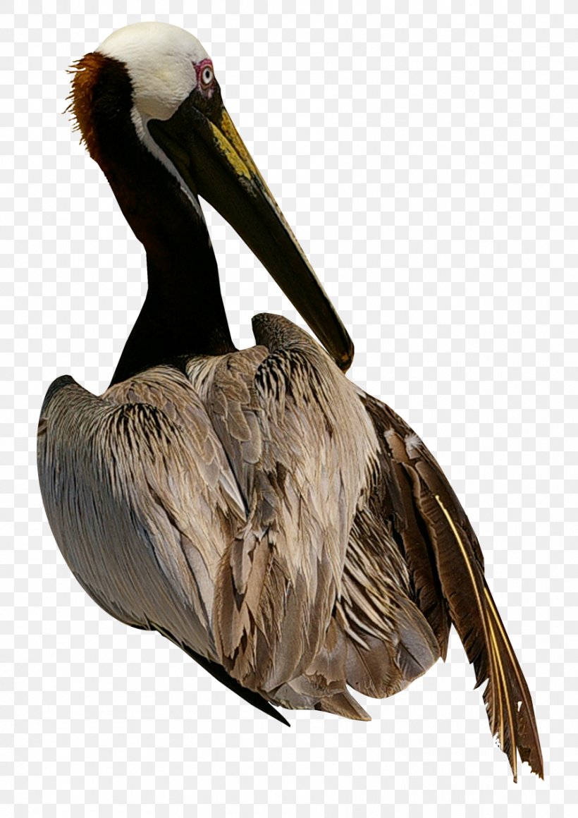 Pelican Bird Cygnini Domestic Goose, PNG, 895x1267px, Pelican, Animal, Beak, Bird, Chen Download Free