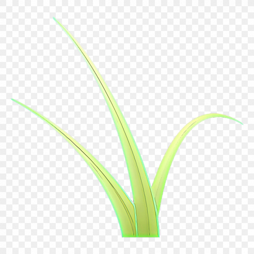 Plant Grass Flower Grass Family Leaf, PNG, 1200x1200px, Plant, Flower, Grass, Grass Family, Leaf Download Free