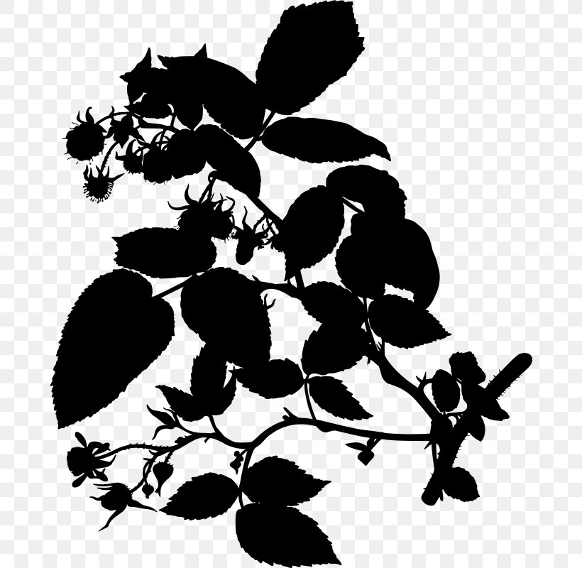 Red Raspberry Clip Art, PNG, 681x800px, Raspberry, Berry, Black And White, Botanical Illustration, Branch Download Free