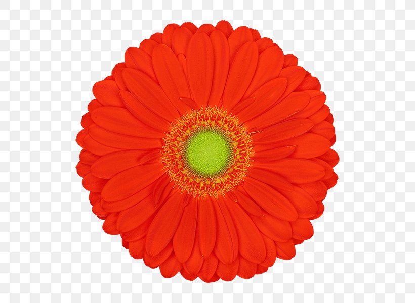 Vector Graphics Stock Photography Illustration Transvaal Daisy Cut Flowers, PNG, 600x600px, Stock Photography, Art, Barberton Daisy, Coquelicot, Cut Flowers Download Free