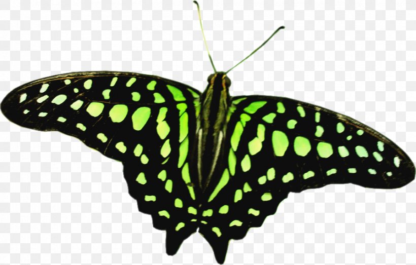 Butterfly Insect Say Something Nice About Me Clip Art, PNG, 896x572px, Butterfly, Arthropod, Brush Footed Butterfly, Butterflies And Moths, Digital Image Download Free