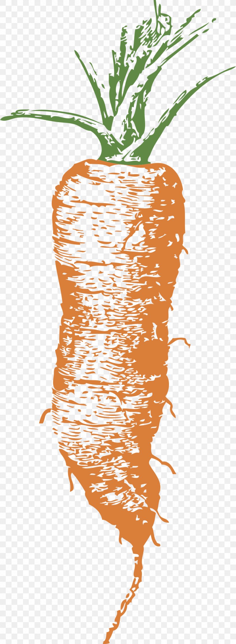 Carrot Coleslaw Clip Art, PNG, 880x2400px, Carrot, Baby Carrot, Branch, Coleslaw, Flower Download Free