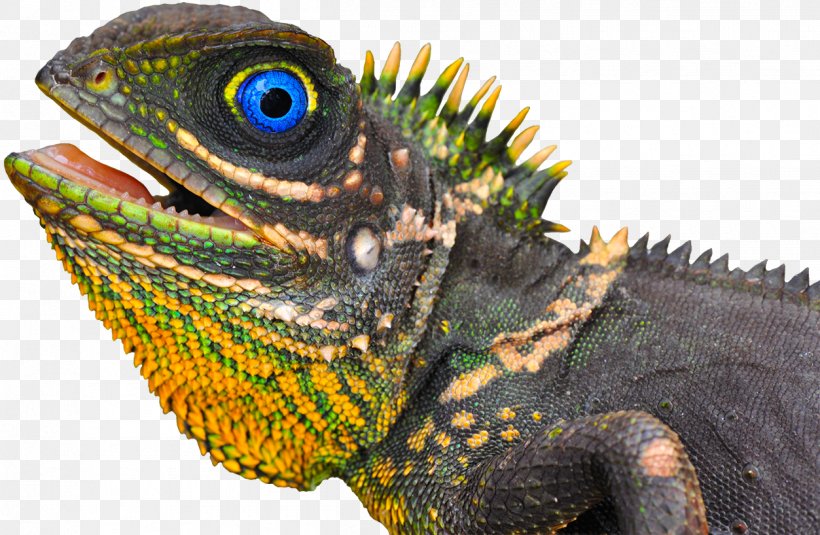 Common Iguanas Chameleons Dragon Lizards African Chameleon Lacertids, PNG, 1253x818px, Common Iguanas, African Chameleon, Agama, Agamidae, Animal Download Free