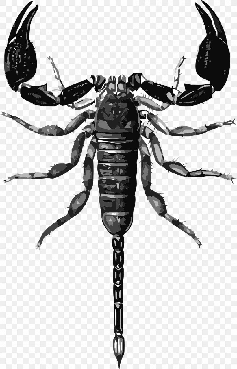 Scorpion Drawing Biological Illustration, PNG, 897x1398px, Scorpion, Animal, Arthropod, Biological Illustration, Black And White Download Free