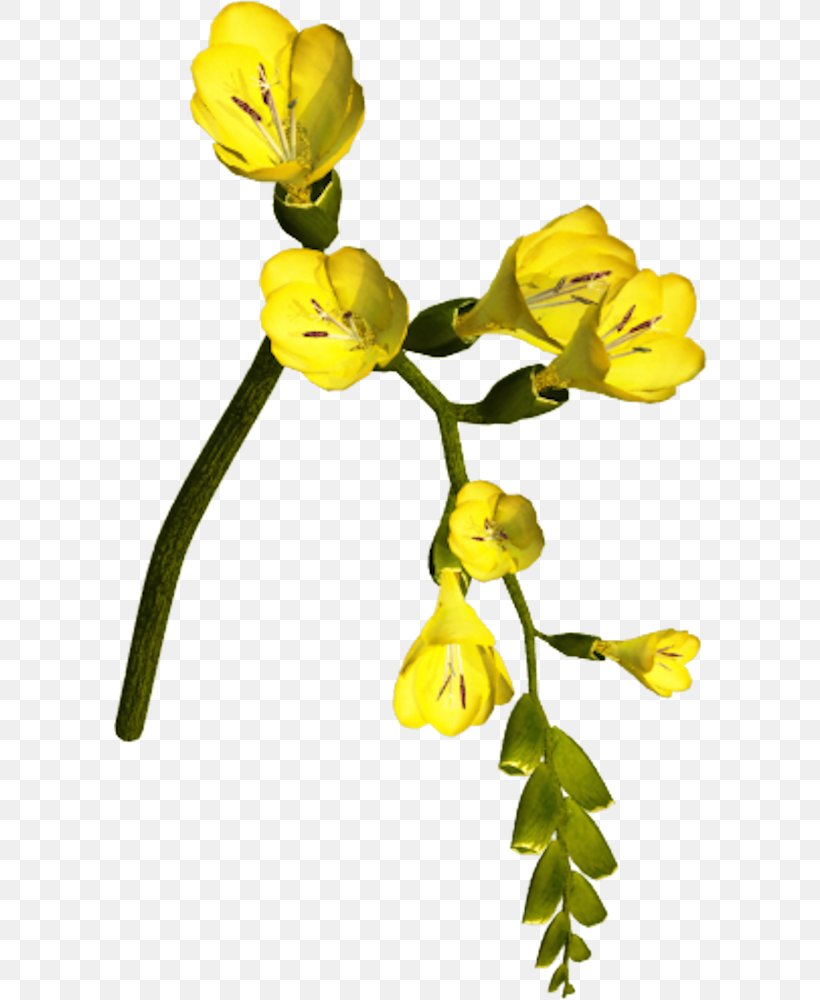 Cut Flowers Petal Rose Plant Stem, PNG, 596x1000px, Flower, Amber, Cut Flowers, Downloaded, Flora Download Free