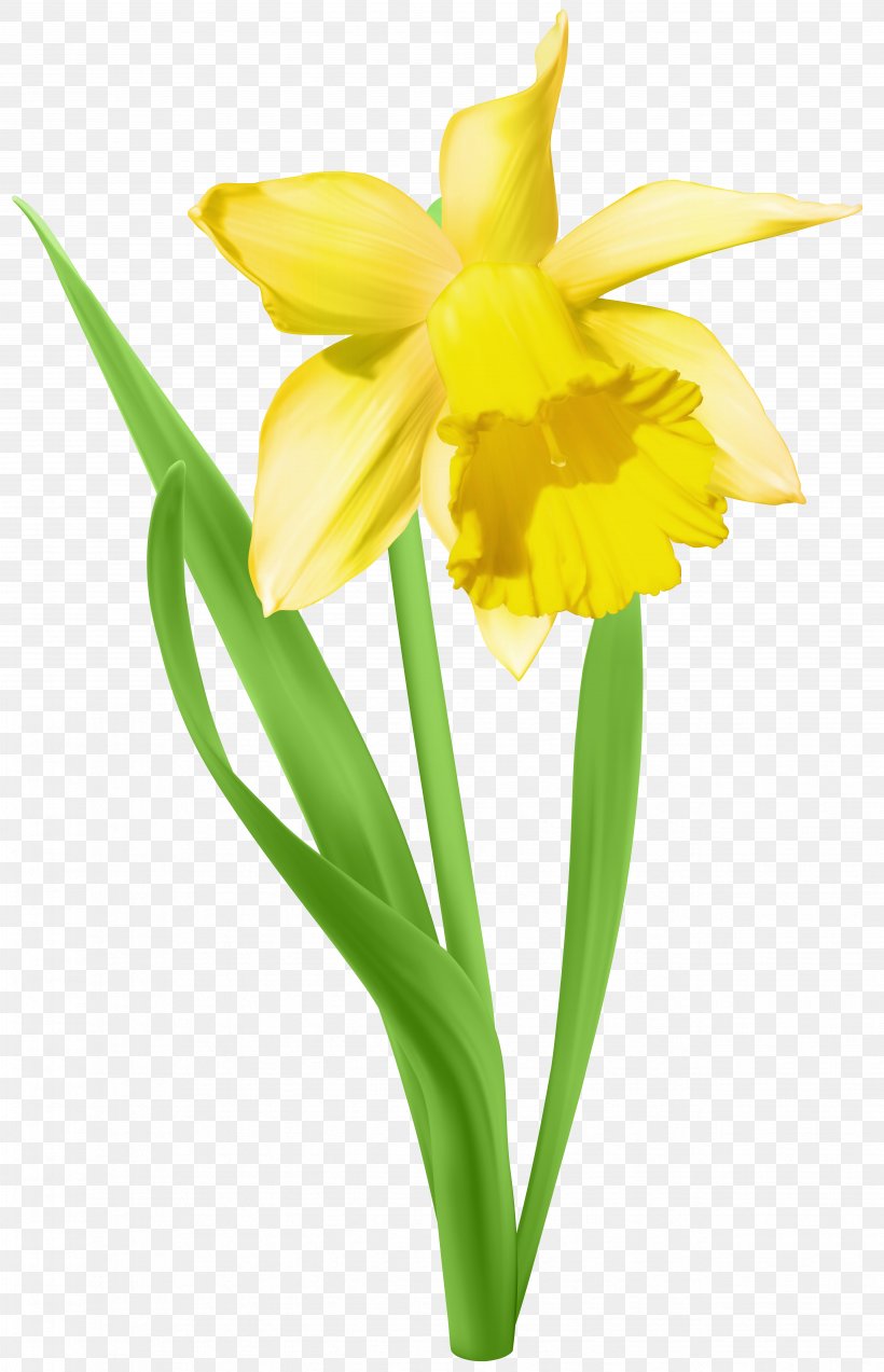 Daffodil Clip Art, PNG, 5153x8000px, Daffodil, Amaryllis Family, Cattleya, Color, Cut Flowers Download Free