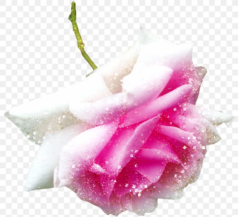 Garden Roses Pink Image Download, PNG, 800x748px, Garden Roses, Beach Rose, Cut Flowers, Dew, Drop Download Free