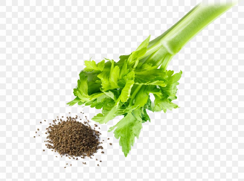 Herb Leaf Vegetable Clip Art, PNG, 6200x4600px, Herb, Celery, Clove, Commodity, Coriander Download Free