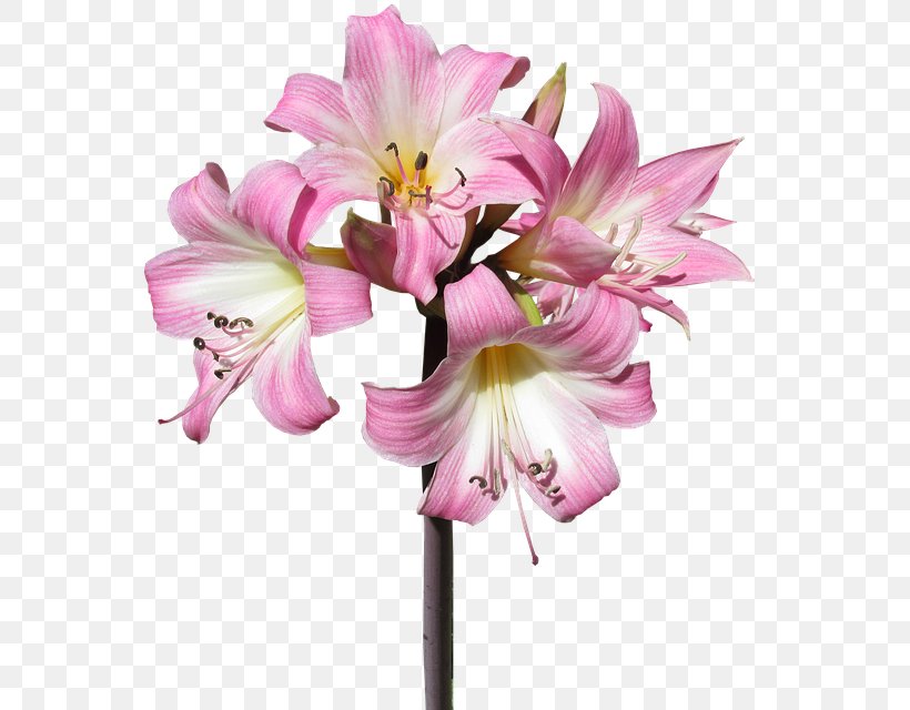 Lilium Jersey Lily Cut Flowers Belladonna, PNG, 584x640px, Lilium, Amaryllis Belladonna, Amaryllis Family, Belladonna, Cut Flowers Download Free