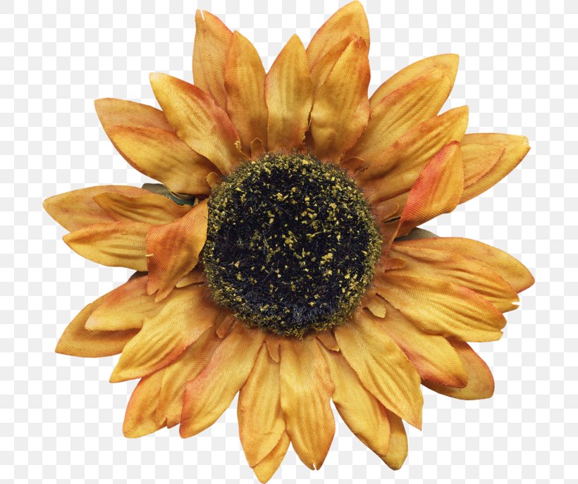 Sunflower M, PNG, 699x687px, Sunflower M, Daisy Family, Flower, Flowering Plant, Petal Download Free