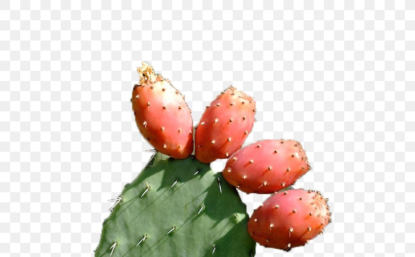 Barbary Fig Strawberry Eastern Prickly Pear Nopal, PNG, 518x508px, Barbary Fig, Cactus, Caryophyllales, Eastern Prickly Pear, Flowering Plant Download Free