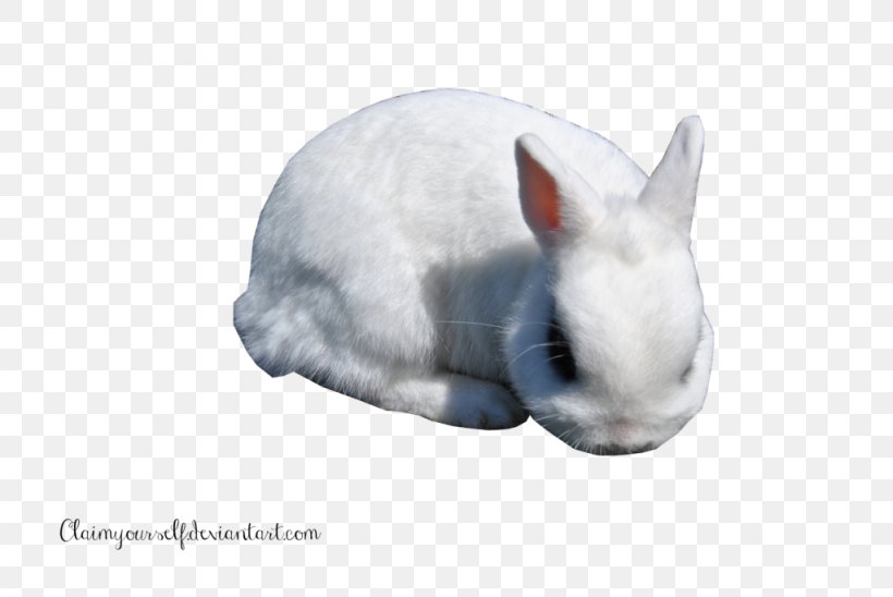 Domestic Rabbit, PNG, 1024x685px, White Rabbit, Domestic Rabbit, Fauna, Hare, Mammal Download Free
