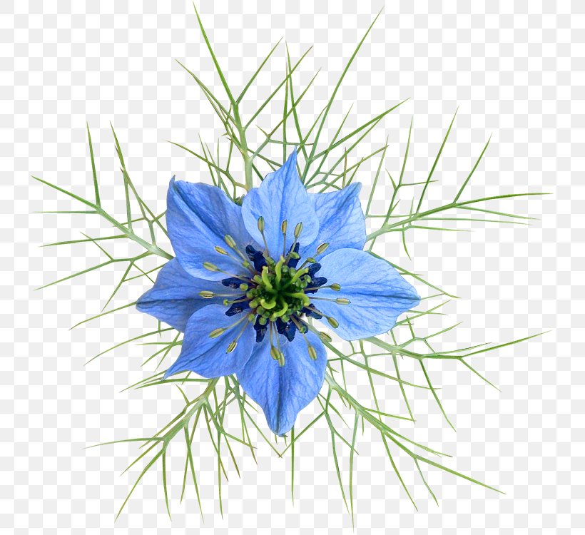 Flowering Plant, PNG, 733x750px, Flowering Plant, Blue, Flora, Flower, Grass Download Free