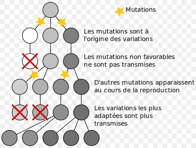 Natural Selection Bacteria Mutation–selection Balance Evolution, PNG, 1015x768px, Natural Selection, Algorithm, Area, Bacteria, Biology Download Free
