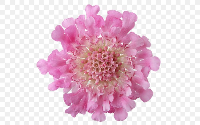 Pink Flowers Garden Roses Desktop Wallpaper, PNG, 536x515px, Flower, Bud, Chrysanths, Cut Flowers, Dahlia Download Free