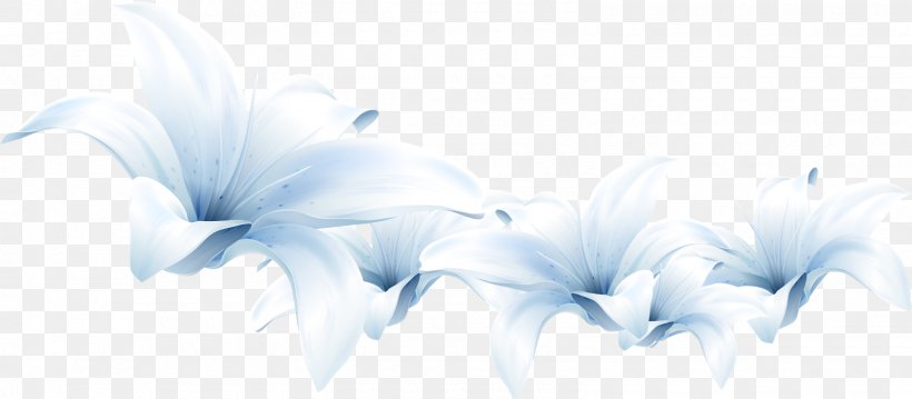 Flower Lilium White, PNG, 1600x702px, Flower, Art, Black And White, Blue, Cut Flowers Download Free