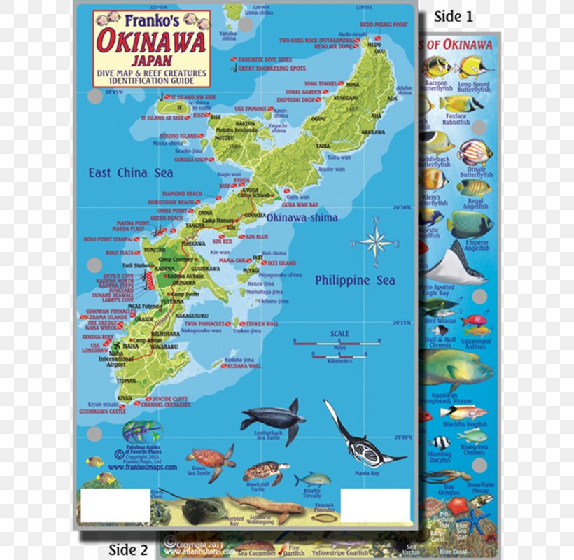 Okinawa Island Coral Reef Map, PNG, 800x800px, Okinawa, Atlas, Coral, Coral Reef, Coral Reef Fish Download Free