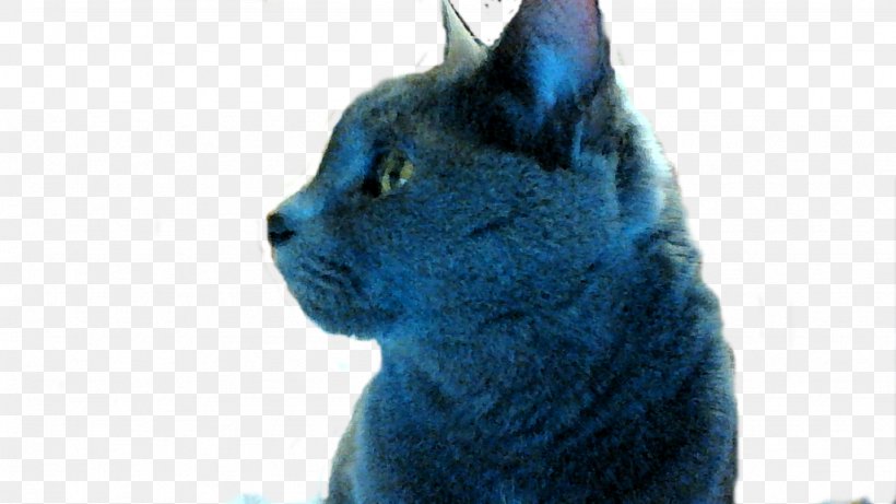 Korat Russian Blue Chartreux Whiskers Nebelung, PNG, 1024x576px, Korat, Animal, Black Cat, British Shorthair, Carnivoran Download Free