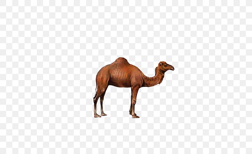 Bactrian Camel Dromedary, PNG, 500x500px, Pekingese, Animal, Arabian Camel, Bactrian Camel, Camel Download Free