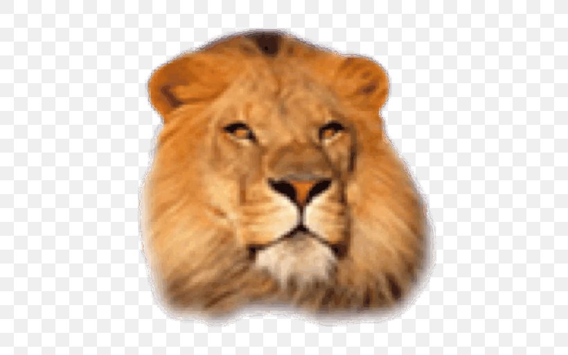 Big Cat Leopard African Lion Desktop Wallpaper, PNG, 512x512px, Cat, African Lion, Animal, Big Cat, Big Cats Download Free
