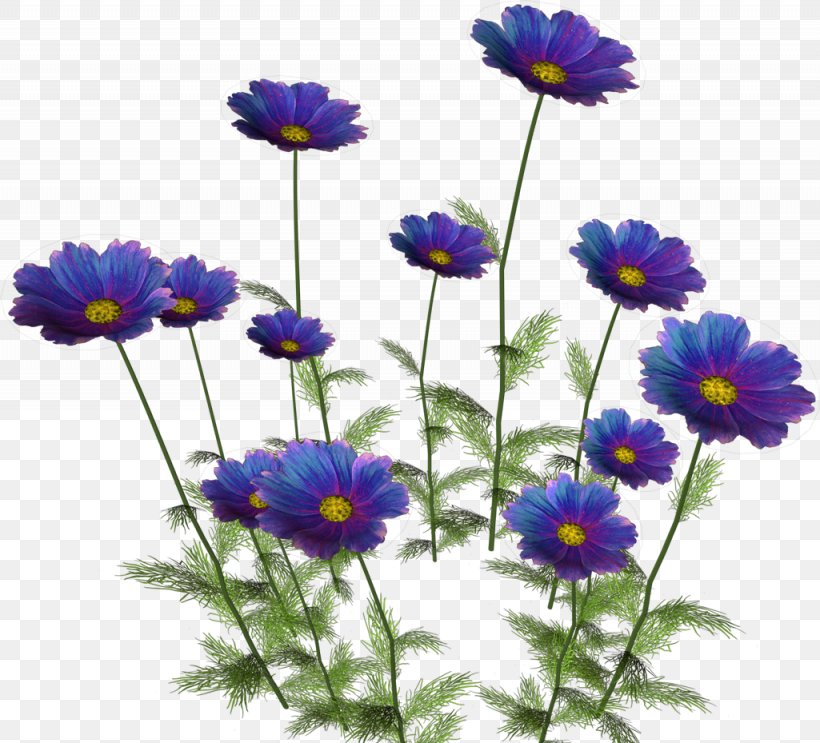 Flower Bouquet Petal Common Daisy, PNG, 1025x929px, Flower, Annual Plant, Aster, Biology, Blume Download Free