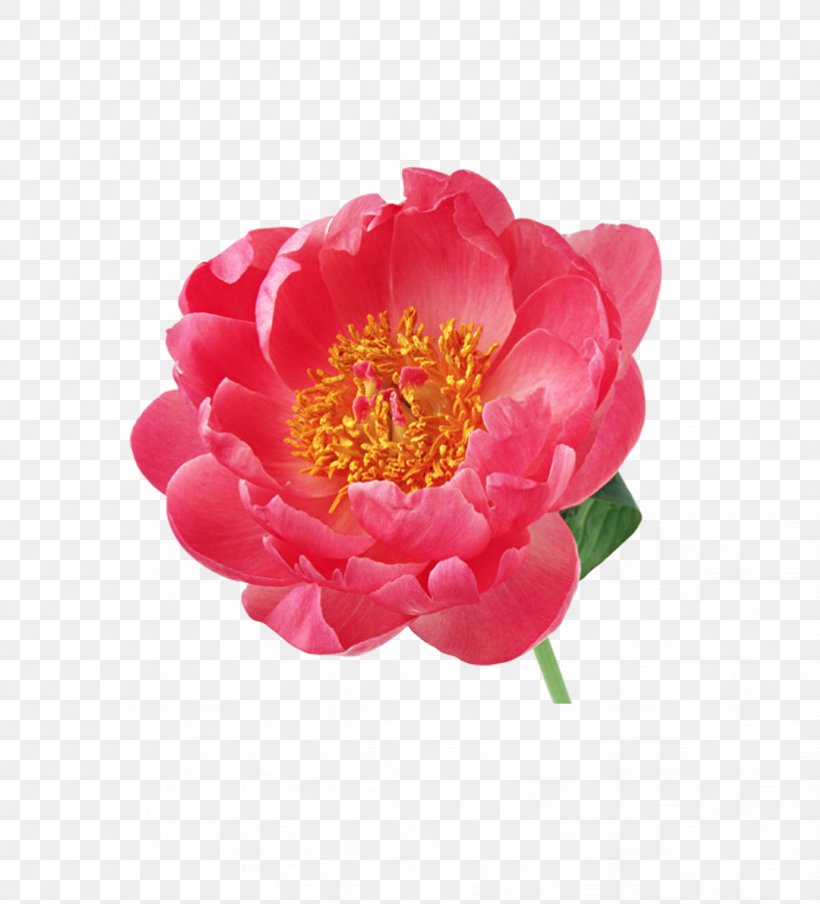 Flower Peony Albom Clip Art, PNG, 822x907px, Flower, Albom, Blog, Camellia, Diary Download Free