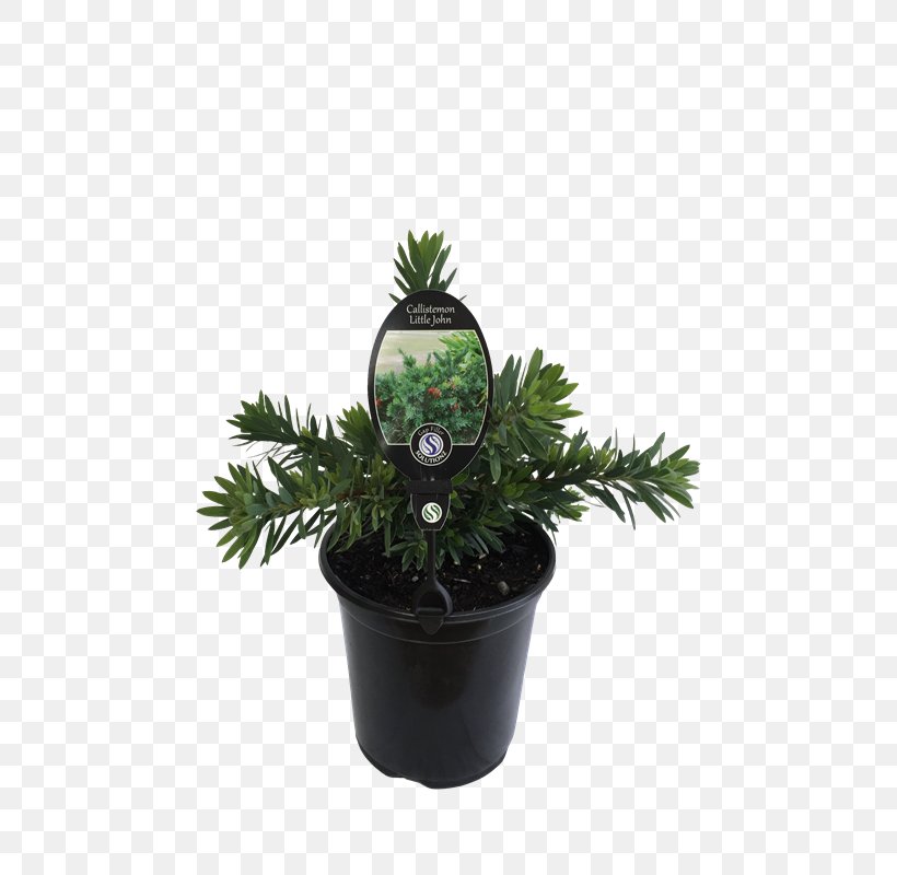 Houseplant Flowerpot Tree Shrub, PNG, 800x800px, Houseplant, Flowerpot, Plant, Shrub, Tree Download Free