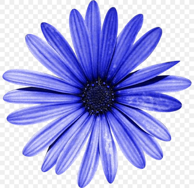Gerbera Oxeye Daisy Violet, PNG, 800x796px, Blue, Aster, Chrysanthemum, Chrysanths, Cobalt Blue Download Free