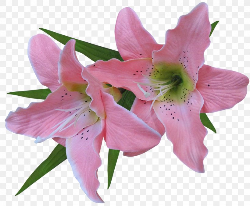 Tiger Lily Easter Lily Arum-lily Amaryllis Belladonna Clip Art, PNG, 1020x842px, Tiger Lily, Alstroemeriaceae, Amaryllis, Amaryllis Belladonna, Arumlily Download Free