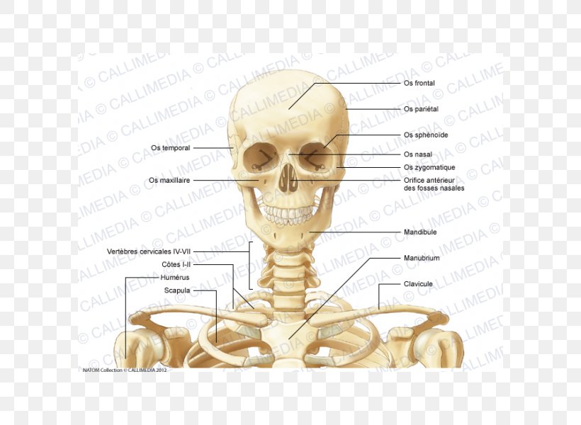 Anterior Triangle Of The Neck Bone Anatomy Human Skeleton Png