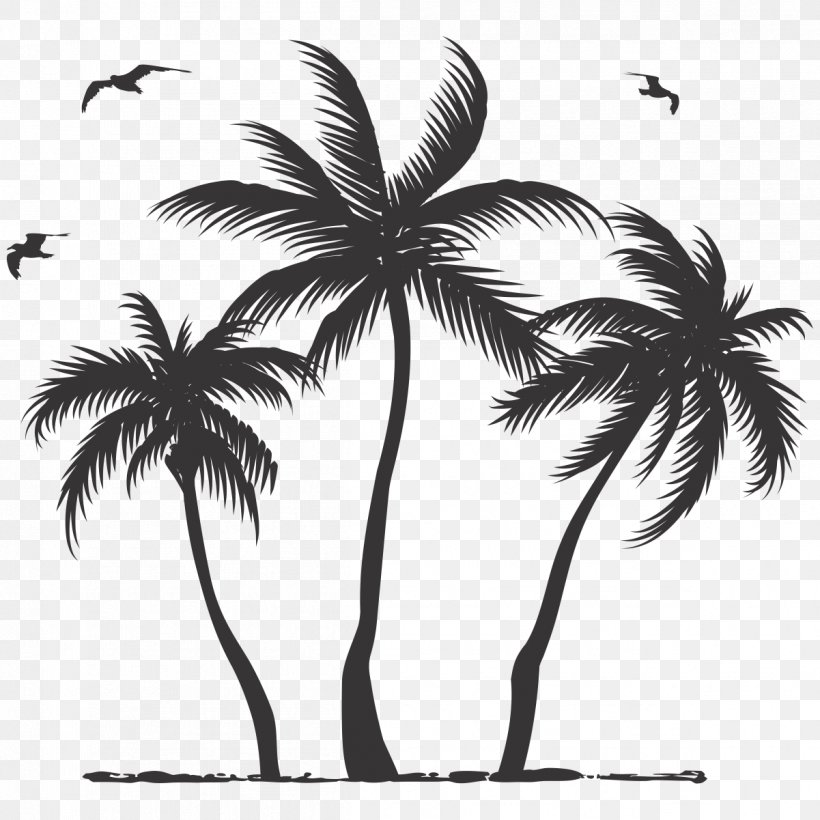 Coconut Asian Palmyra Palm Tree Arecaceae, PNG, 1201x1201px, Coconut, Arecaceae, Arecales, Asian Palmyra Palm, Black And White Download Free