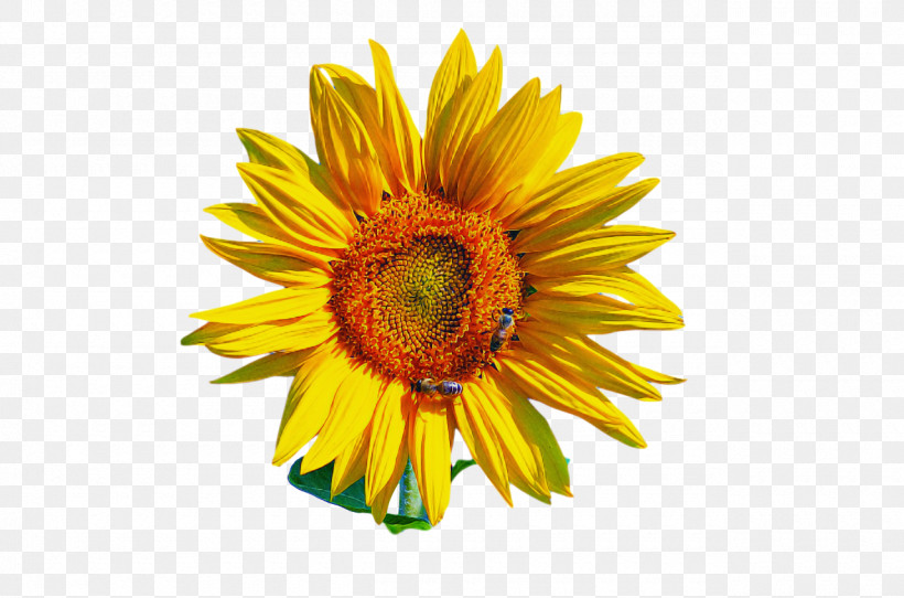Daisy Family Sunflower Seed Cut Flowers Doctorate Personal Web Page, PNG, 1280x847px, Daisy Family, Biology, Common Daisy, Cut Flowers, Doctorate Download Free