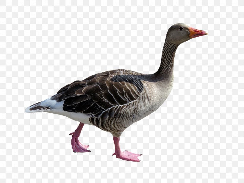 Goose Duck Bird Poultry Animal, PNG, 1280x960px, Goose, Animal, Beak, Bird, Duck Download Free