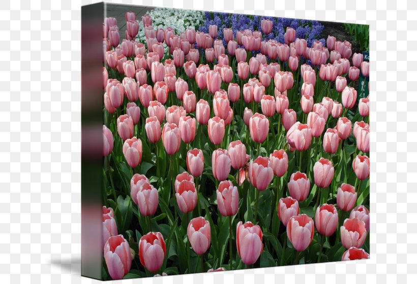 Tulip Floristry Cut Flowers Petal Pink M, PNG, 650x560px, Tulip, Cut Flowers, Floristry, Flower, Flowering Plant Download Free