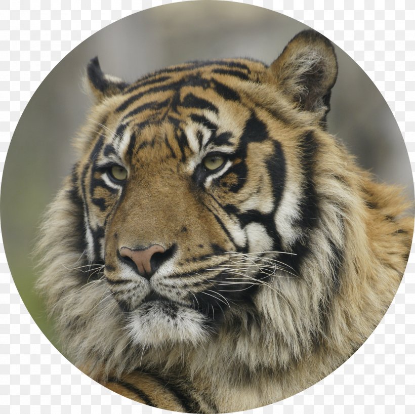 Animal Zoo Whiskers Wildlife 0, PNG, 1600x1598px, 2018, Animal, April, August, Big Cat Download Free
