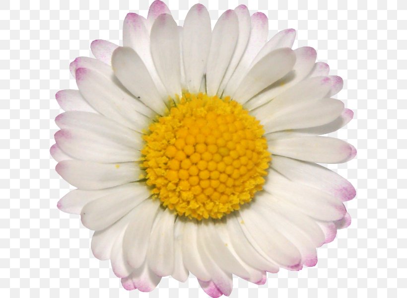 Common Daisy Chamomile Oxeye Daisy Daisy Family, PNG, 619x600px, Common Daisy, Aster, Chamomile, Chamomiles, Chrysanthemum Download Free