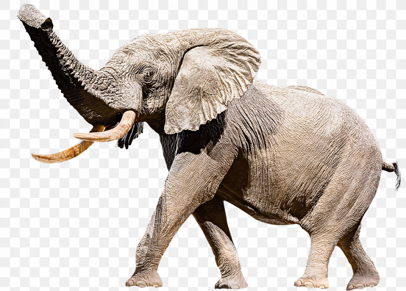 Indian Elephant, PNG, 966x693px, Elephant, African Elephant, Animal Figure, Indian Elephant, Wildlife Download Free