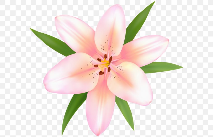 Lily Of The Incas Peruvian-lily Clip Art, PNG, 600x526px, Lily Of The Incas, Alstroemeriaceae, Flower, Flowering Plant, Flowers Gallery Download Free